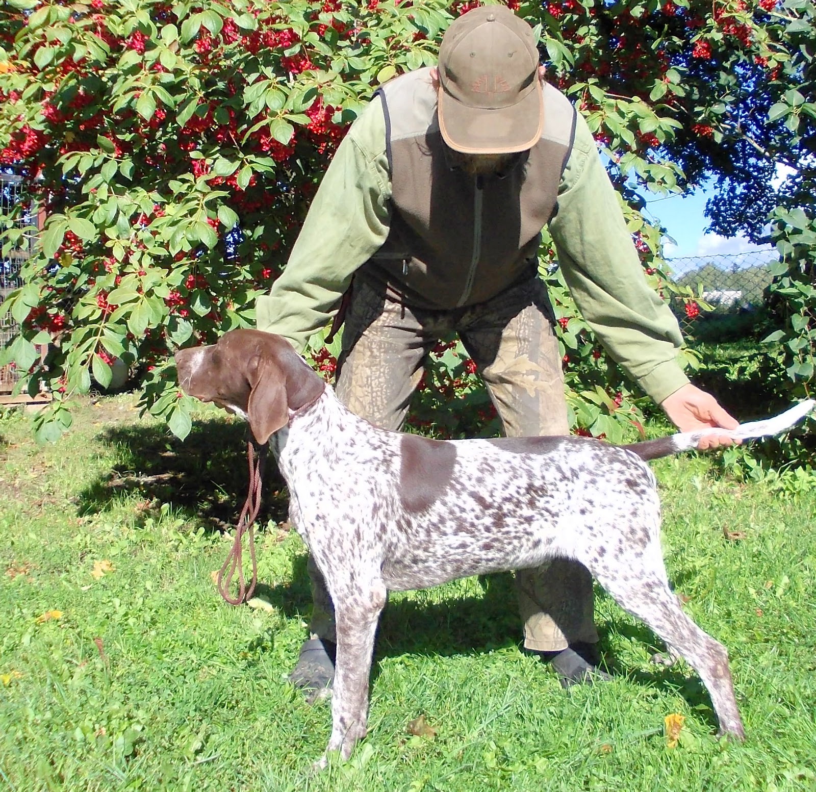 Kennel Jäljekütt Saksa lühikarvaline linnukoer Jäljekütt Gaylord