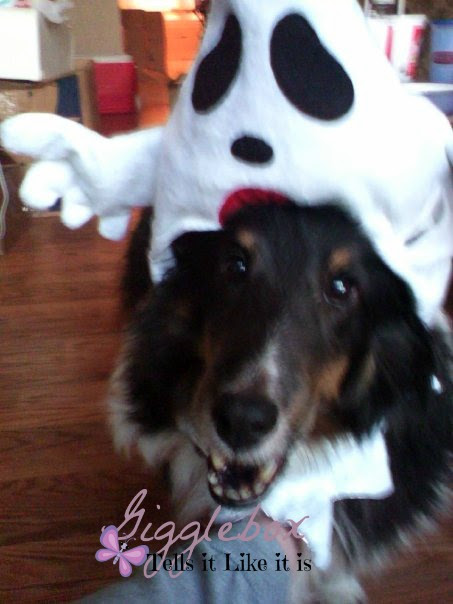 some ideas on how to dress up your doggie friends for Halloween, Halloween costumes, Halloween, Halloween custome ideas for dogs,