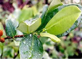 amazinghealthcares: what is CATUABA?