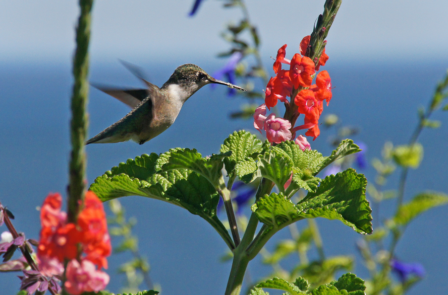 A Long Island Summer In Pictures THE BAITING HOLLOW HUMMINGBIRD SANCTUARY
