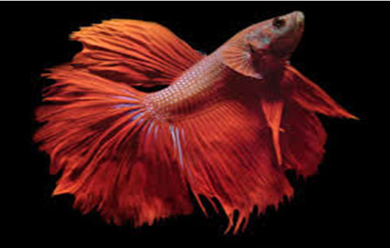 animalworldtr
