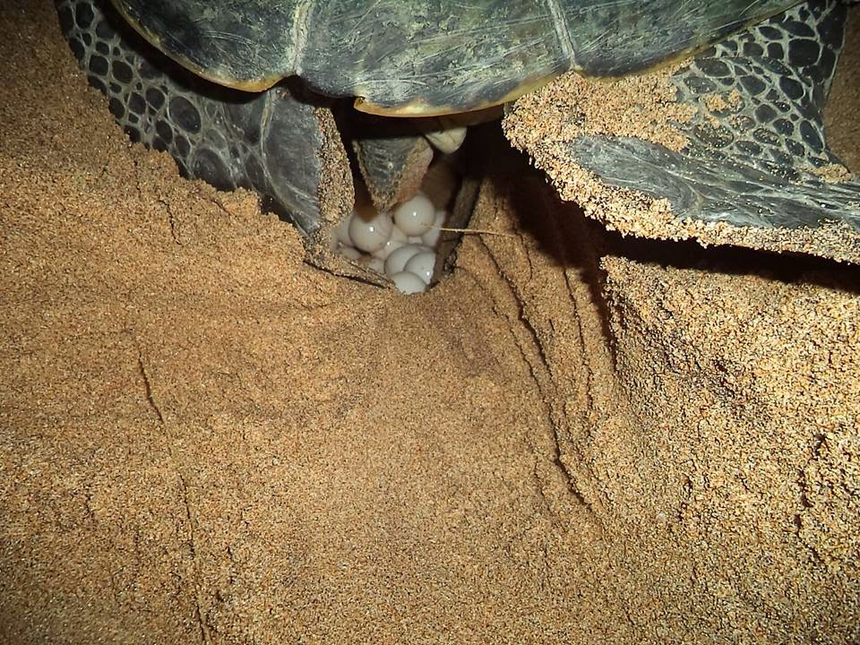 live turtle laying eggs