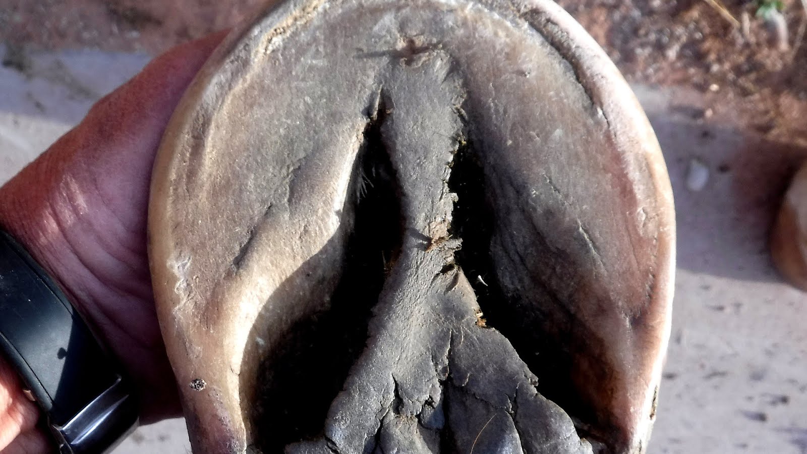 Horse Hoof Frog Problems Horse Choices