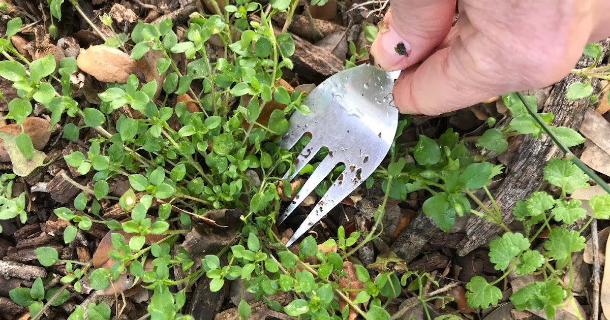 Window on a Texas Wildscape Bye, bye, unwanted plants