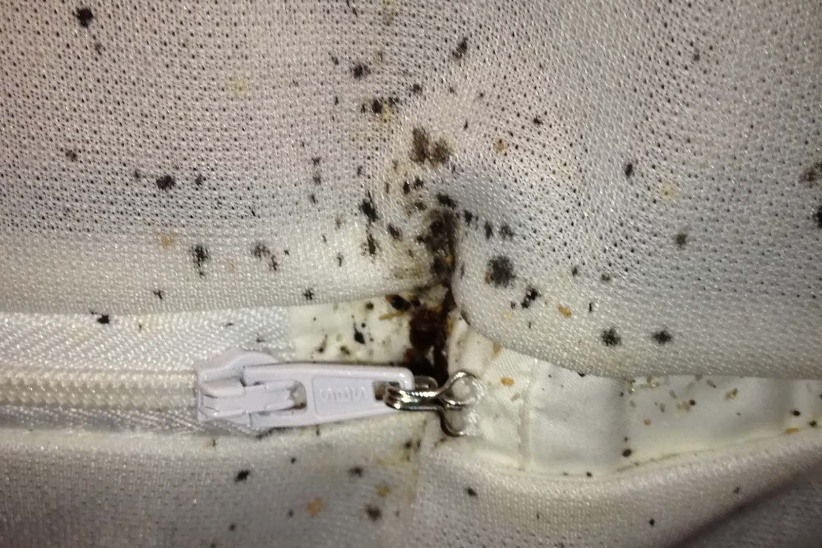 What Do Bed Bugs Look Like On Clothes