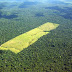 Amazônia continua sofrendo
