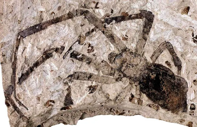 Largest Spider Fossil Found in Volcanic Ash