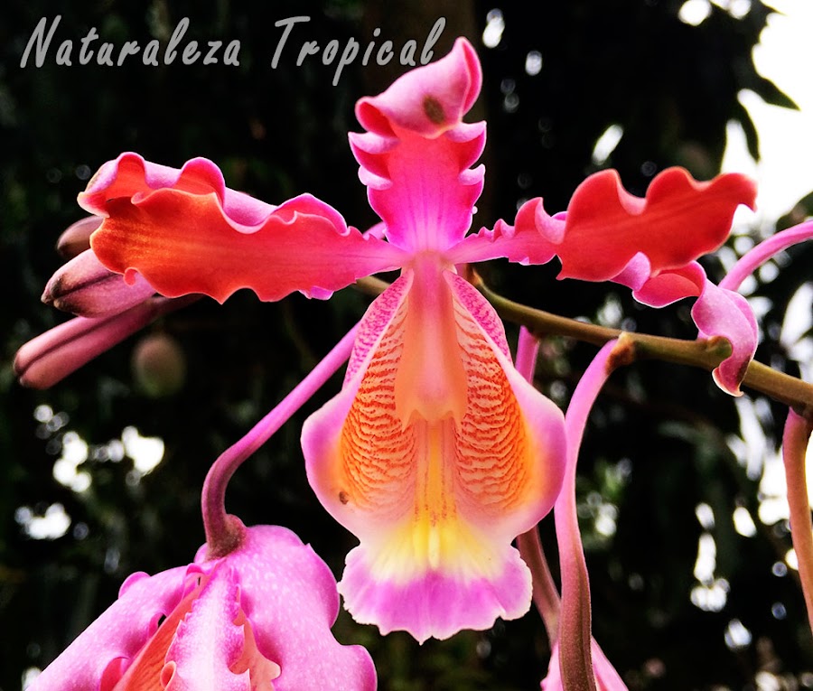 Flor característica de la orquídea Rumbera, Myrmecophila thompsoniana