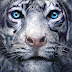 Último livro de A Maldição de Tigre está pronto e já tem data pra ser lançado!