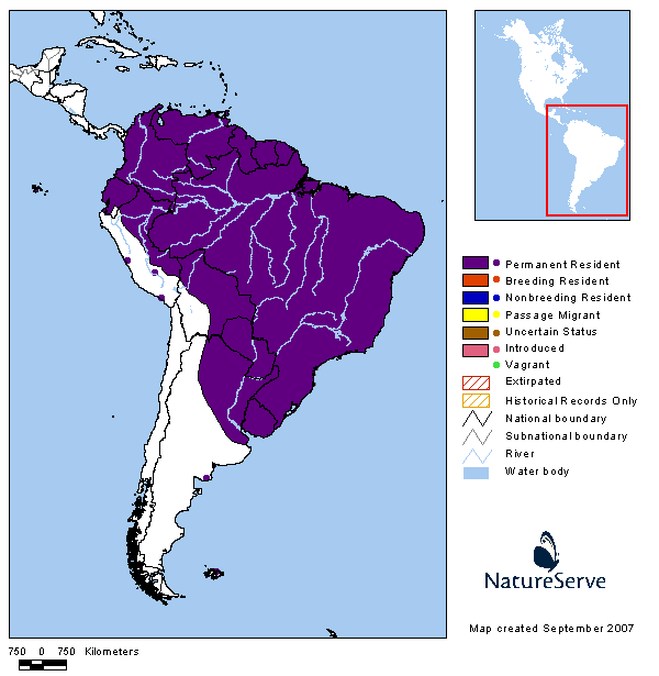 Cuclillo canela (Coccyzus melacoryphus)