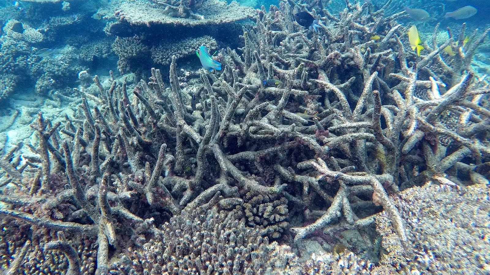 Environmental threats to the Great Barrier Reef Danger - Danger Choices