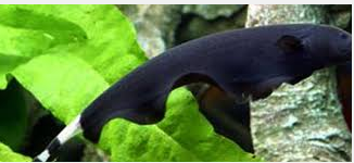 Jenis Ikan Hias Air Tawar  Aquarium Black Ghost Pemangsa