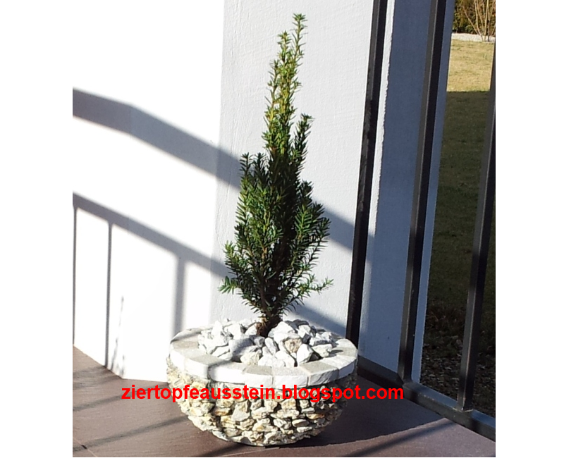 Einzigartige handgemachte Ziertöpfe aus Stein Kleiner Nadelbaum