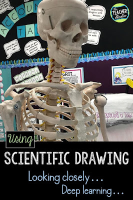 Using scientific drawing along with information reading and writing is a great way to get students thinking deeply and looking closely for details. This blog post shows how we did it with our skeletal system unit. teaching skeletal system, skeletal system lessons, human body activities, teaching human body