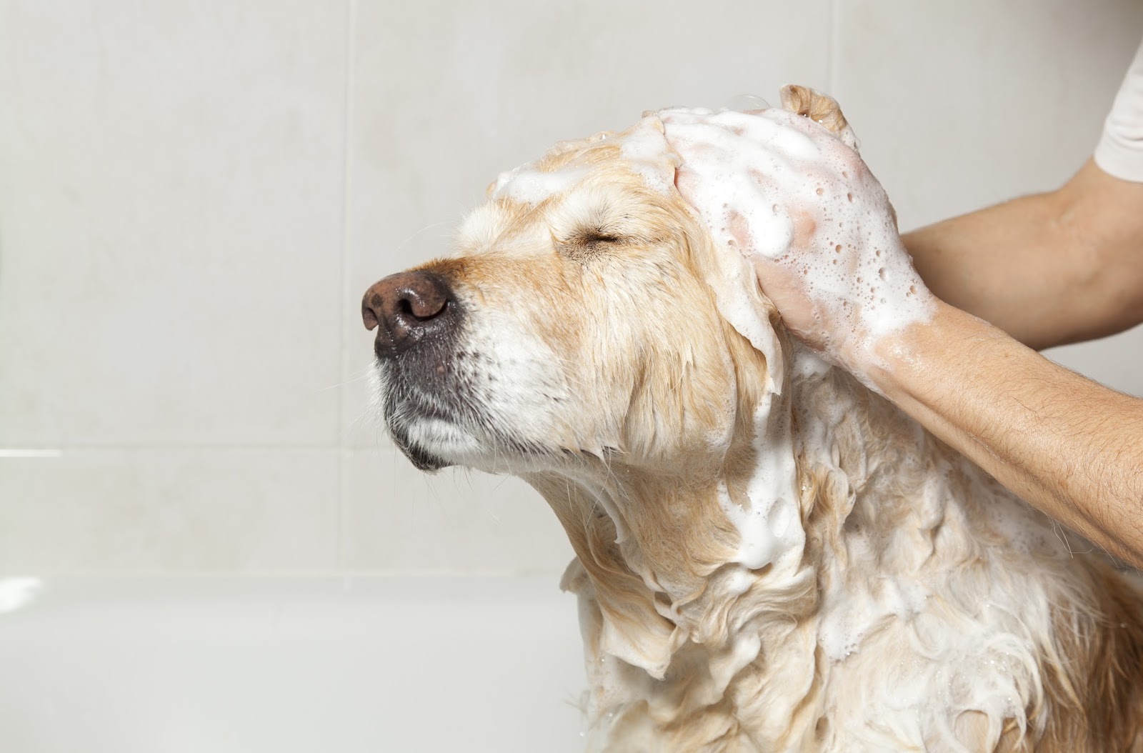 Mickey's Pet Supplies Blog Shampoos That Are Safe For Your Pet