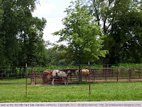 Horses in Fairview, KY