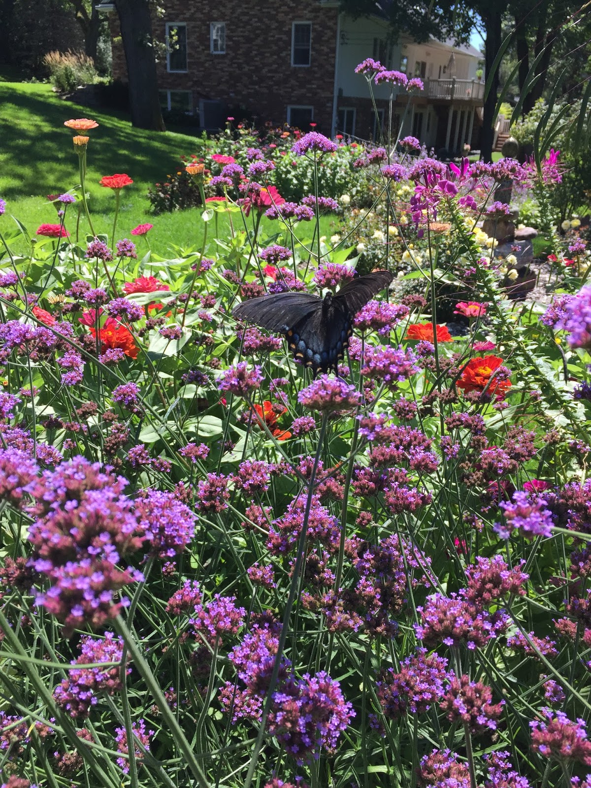 The Minnesota Rose Gardener The PesticideFree Rose Garden