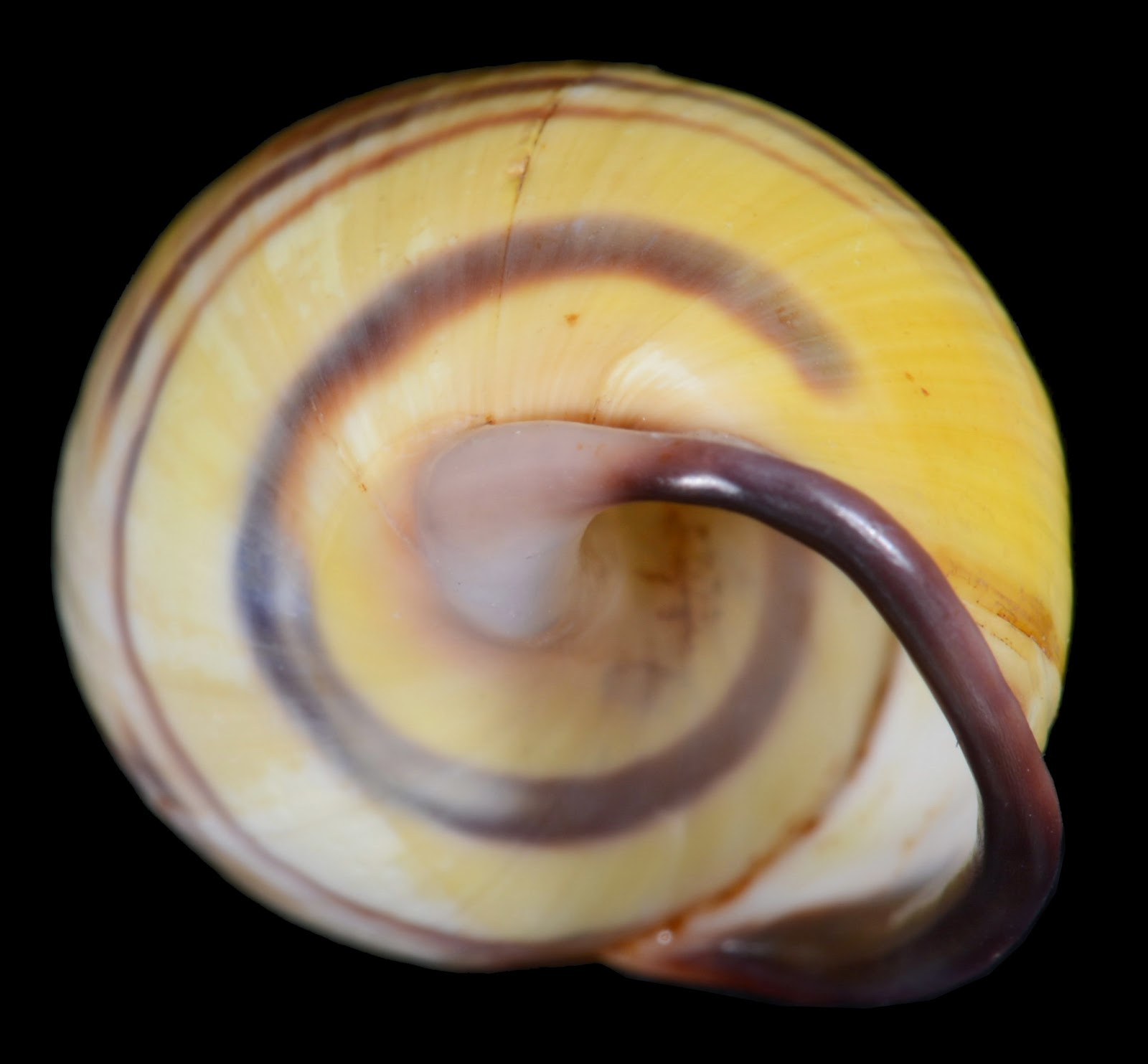 Dr. Lee's Gallery Museum: Amphidromus contrarius nikiensis 32.16mm