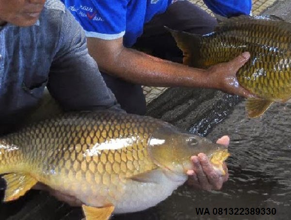 Resep Umpan Mancing Ikan Mas Harian Hobi Mancing