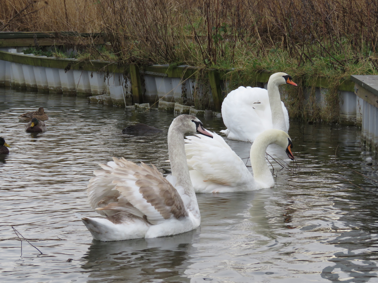 The Rattling Crow The Mute Swan