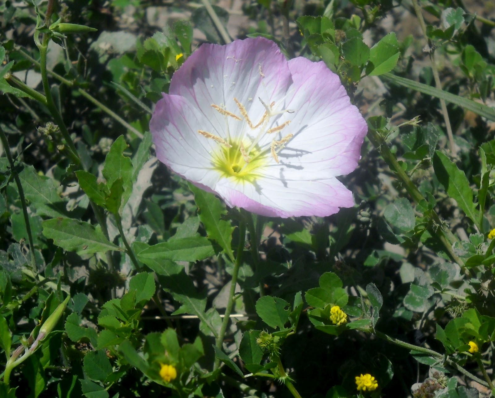 White Rock Lake, Dallas, Texas Wildflowers Start Blooming at White