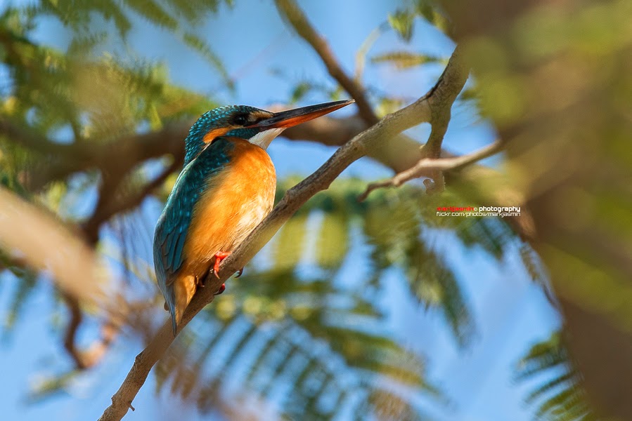 Common Kingfisher - female