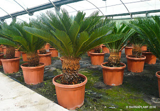 Cycas revoluta vista de los viveros instalaciones en Barnaplant