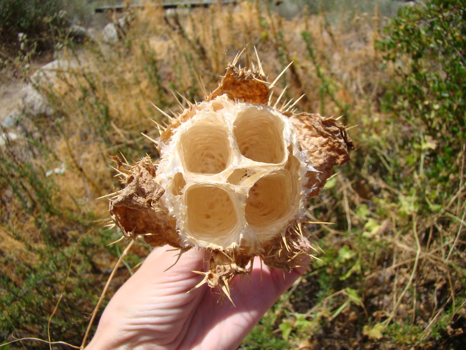 Leaves of Plants Wild Cucumber