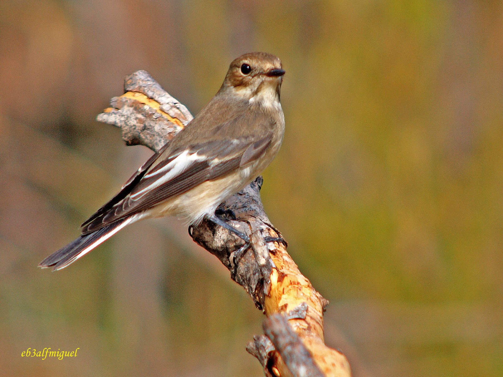 Miguel fotografia: Papamoscas cerrojillo, (Ficedula hypoleuca)