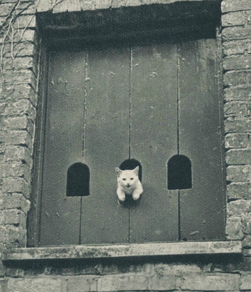 Vintage Photos of Cats From the 1950s Vintage Everyday