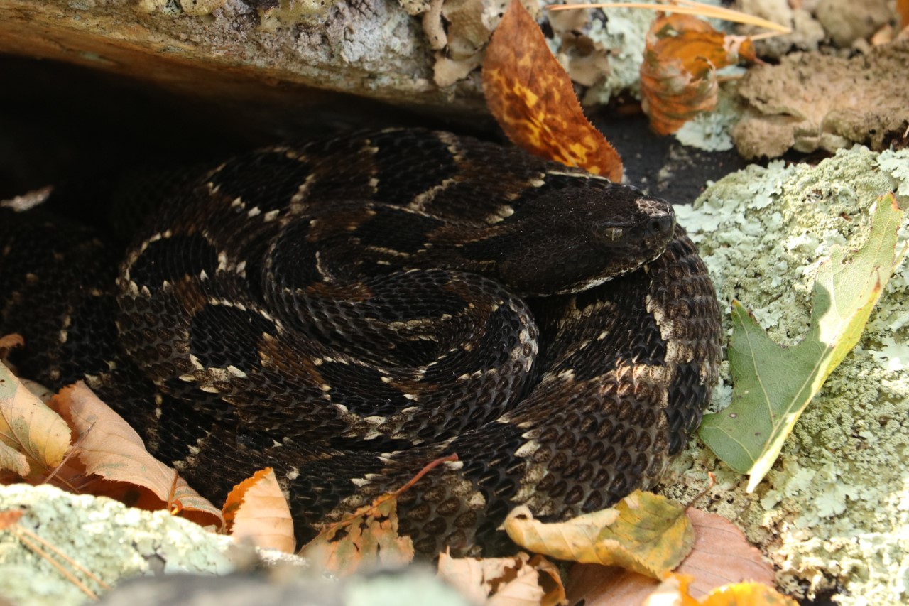 Nature Explorer Identifying North Carolina's Venomous Snakes Part 3