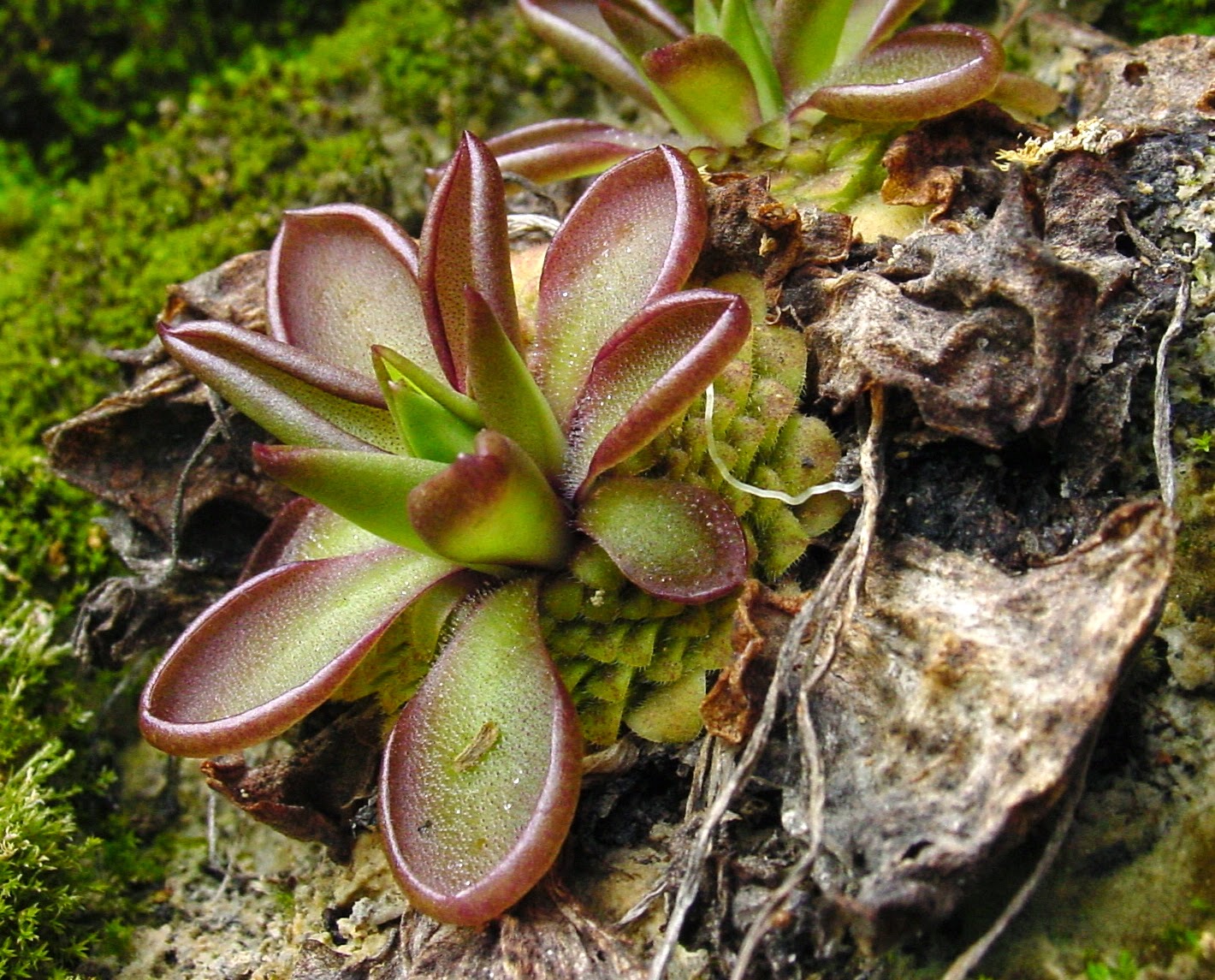 Blok888 Top 10 Amazing Carnivorous Plants in the world