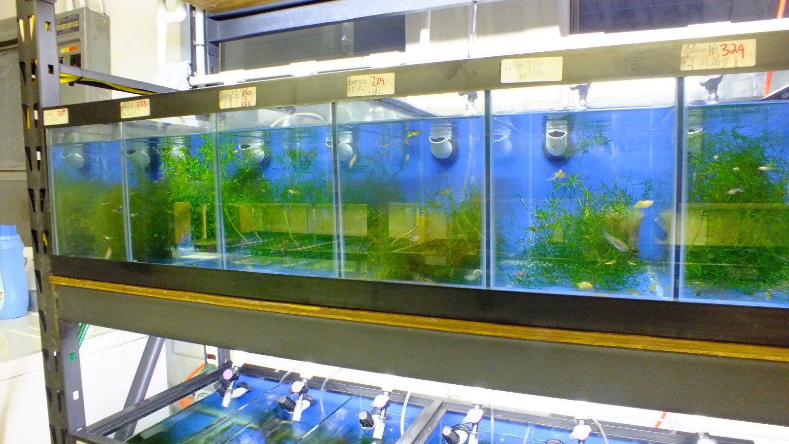 Swordtail Guppies BREEDING RACK SYSTEMS; Automation for Water Change