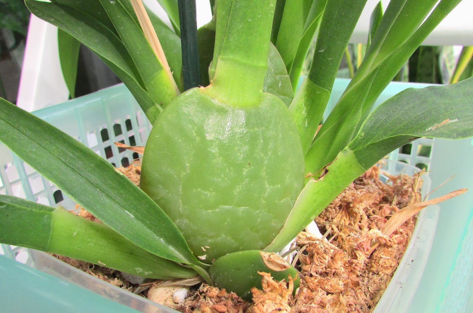 How Often you Should Water Orchids? My GARDENING