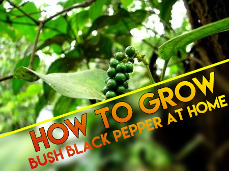 How To Grow Bush Black Pepper In Your Home Garden Balcony Tutorial