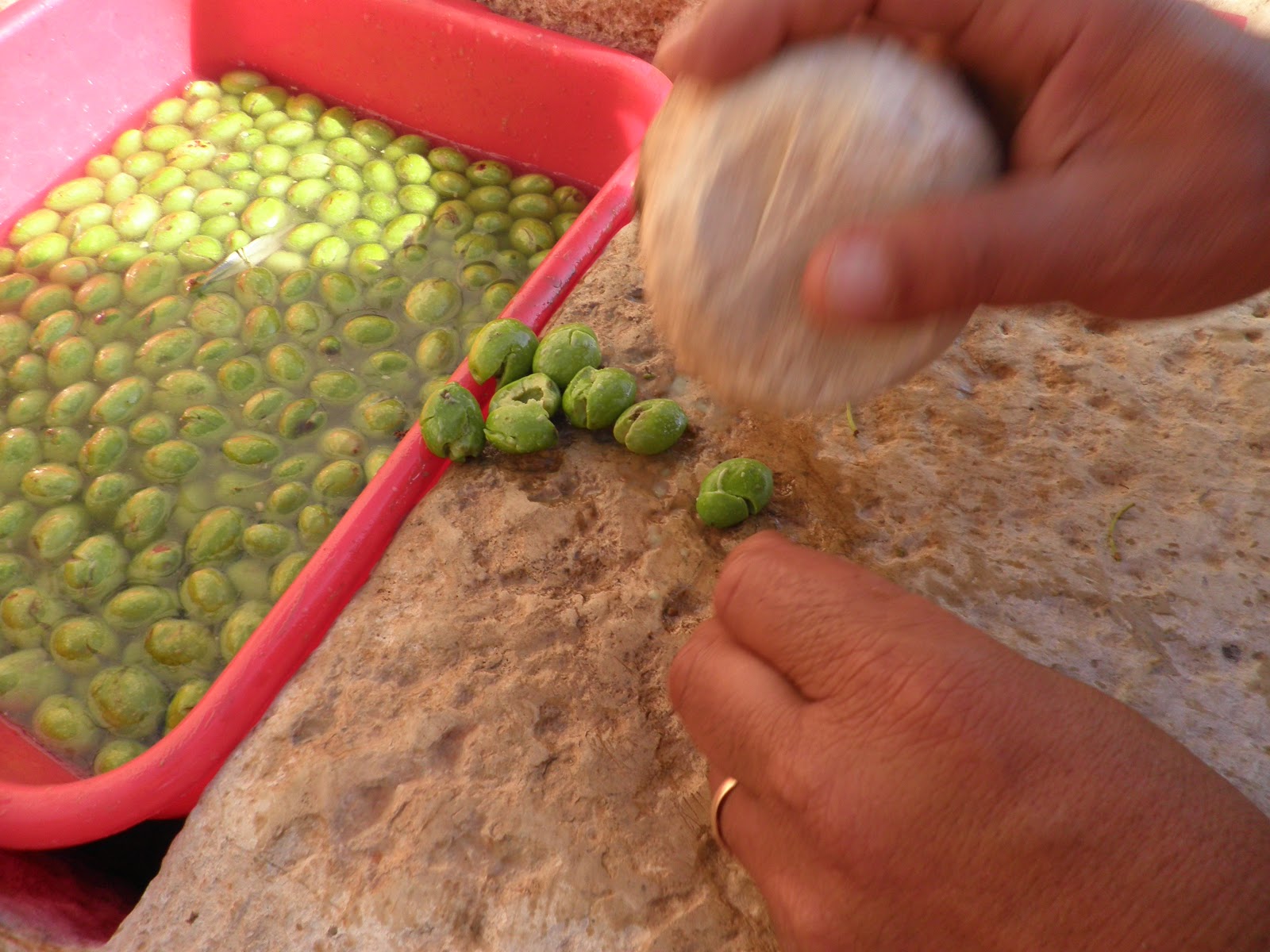 Come Si Trattano Le Olive Appena Raccolte