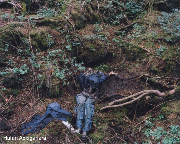 Hutan bunuh diri Aokigahara, Jepang  All About Japan 