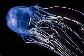 Box Jellyfish Hewan Dengan Racun Paling Mematikan