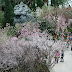 Cherry Blossoms At The Gardens By The Bay