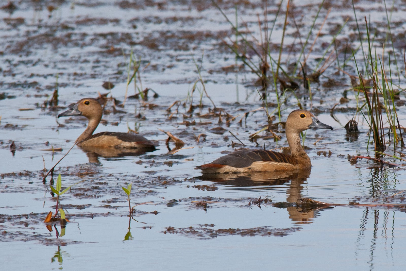 SOUTH EAST ASIA BIRDS - Malaysia birds paradise: Lesser whistling duck