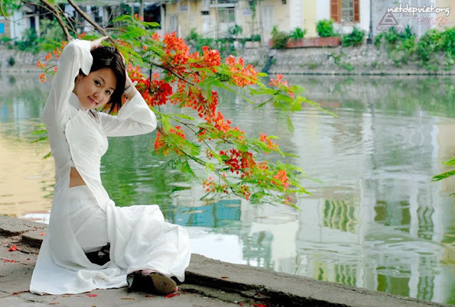 y nghia hoa phuong