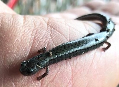 Gabilan Mountains Slender Salamander, Salinas, Gardening, integrated pest management