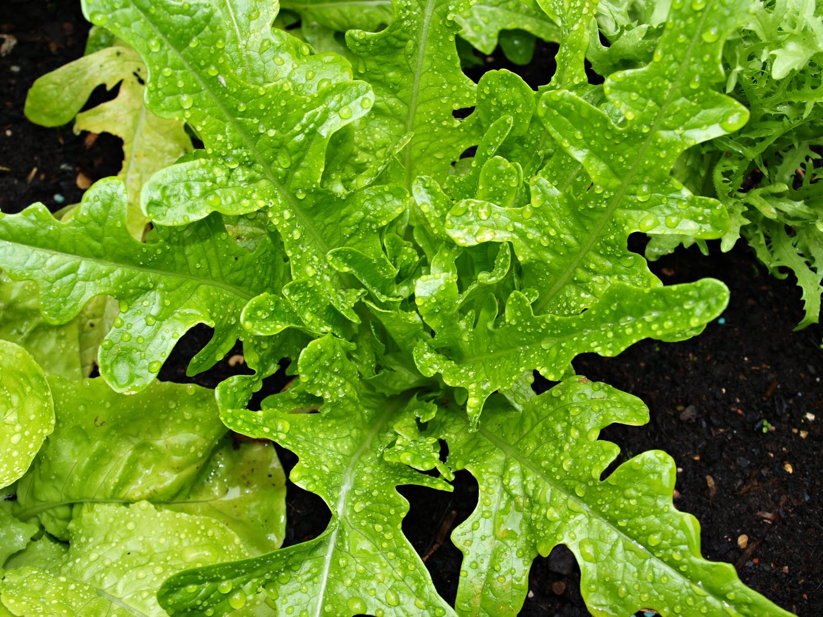 Oak Leaf lettuce