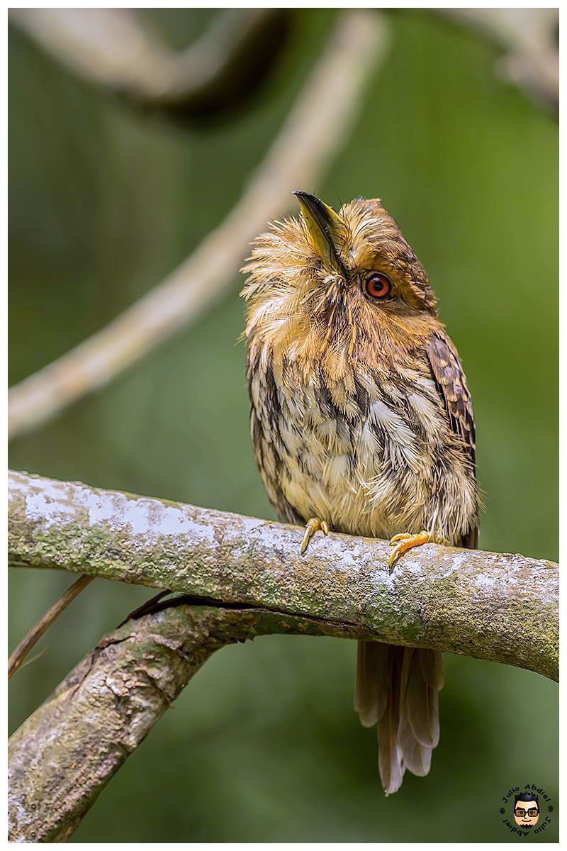 Panama Birds and Wildlife Photos' Blog grows