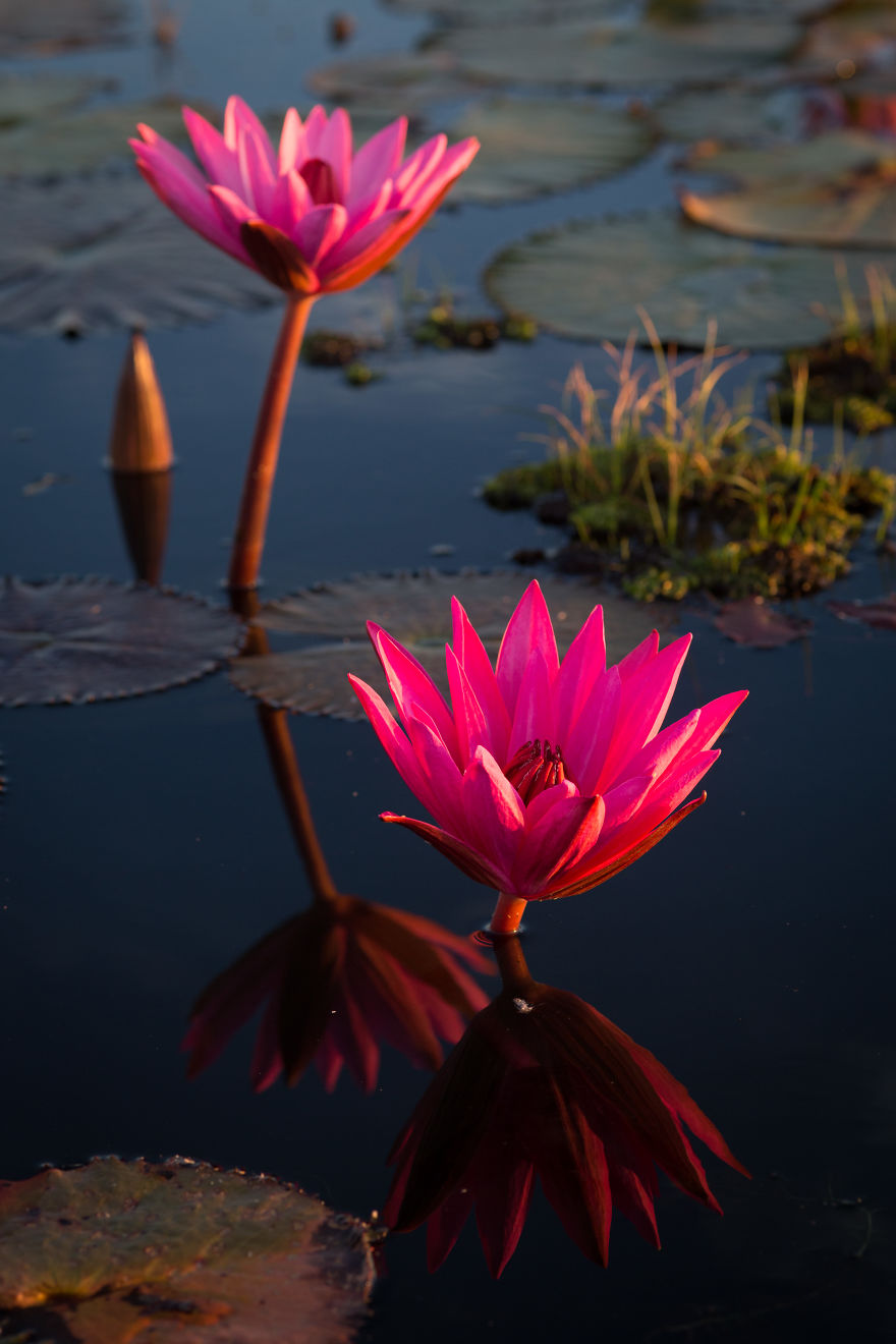 شاهد سحر بحيرة اللوتس الأحمر في تايلند I-visited-the-red-lotus-sea-in-Thailand-57b3164fab6c0__880