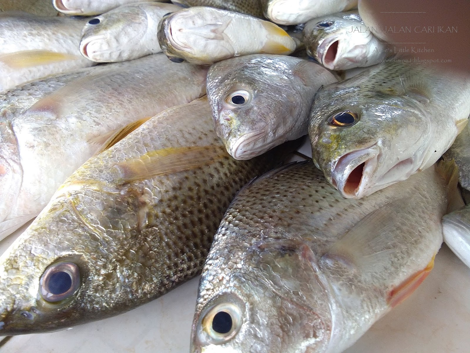 Jenis Ikan Laut Yang Boleh Dimakan Di Malaysia - Fundacionfaroccr