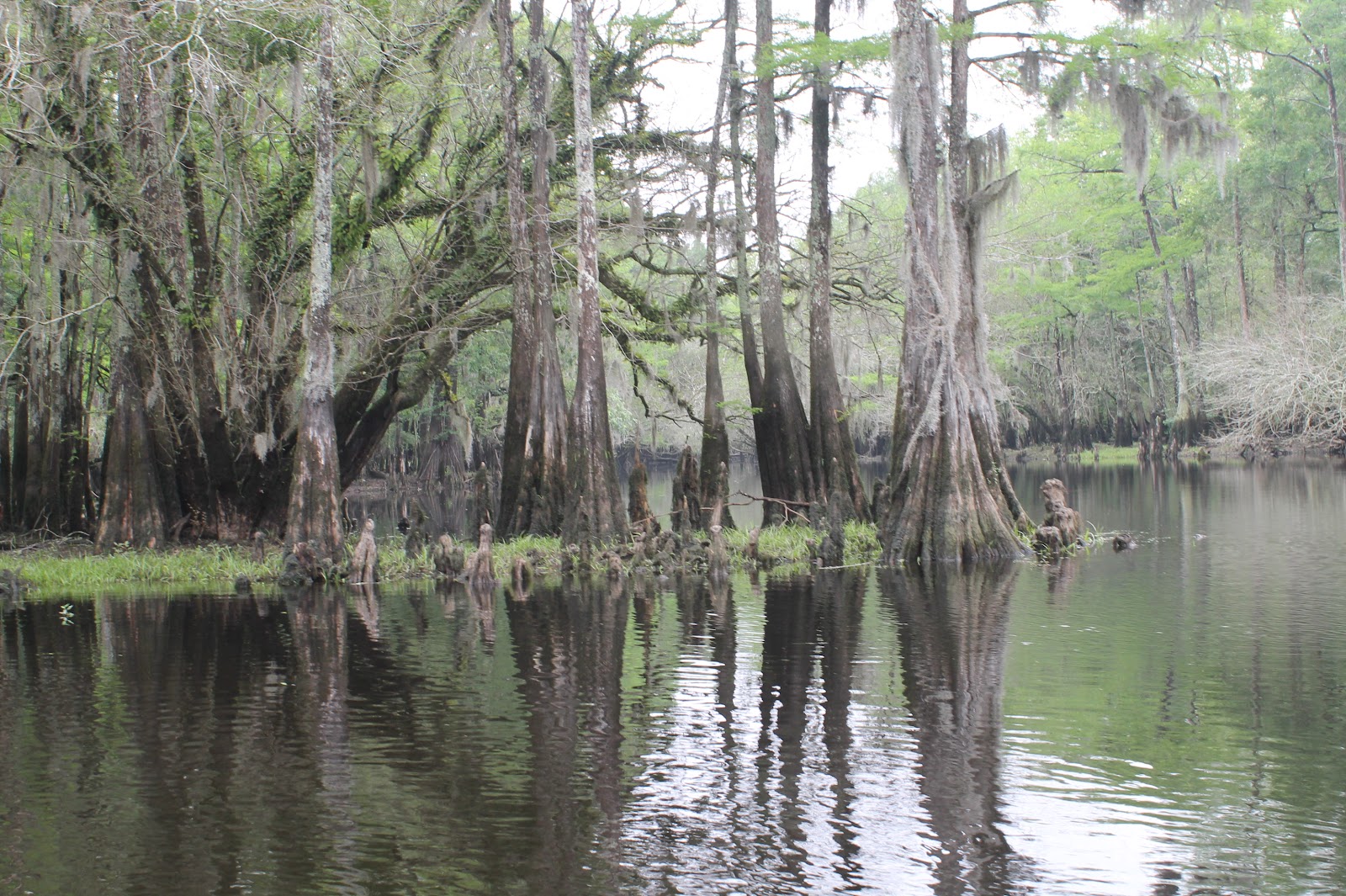 Pete Rogers Outdoors Floating The Lumber River in South Carolina