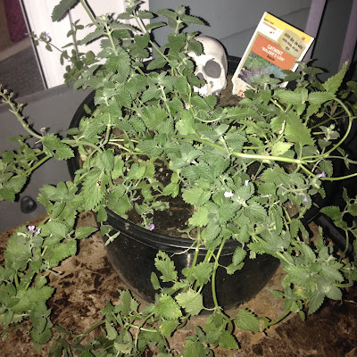 Cat Mint in Large Potted Garden Container