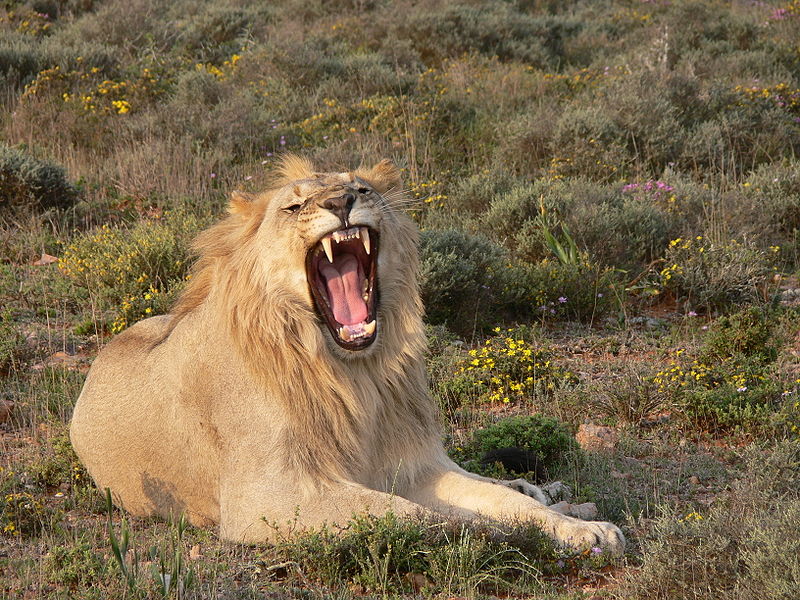 The Various Reasons Why Lions Roar – Nature Blog Network