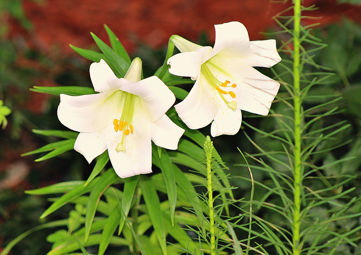 Easter Lilies Bloom In July